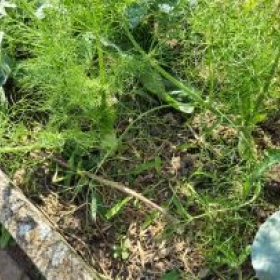 NNFenchel 2026-06-29 16.57.